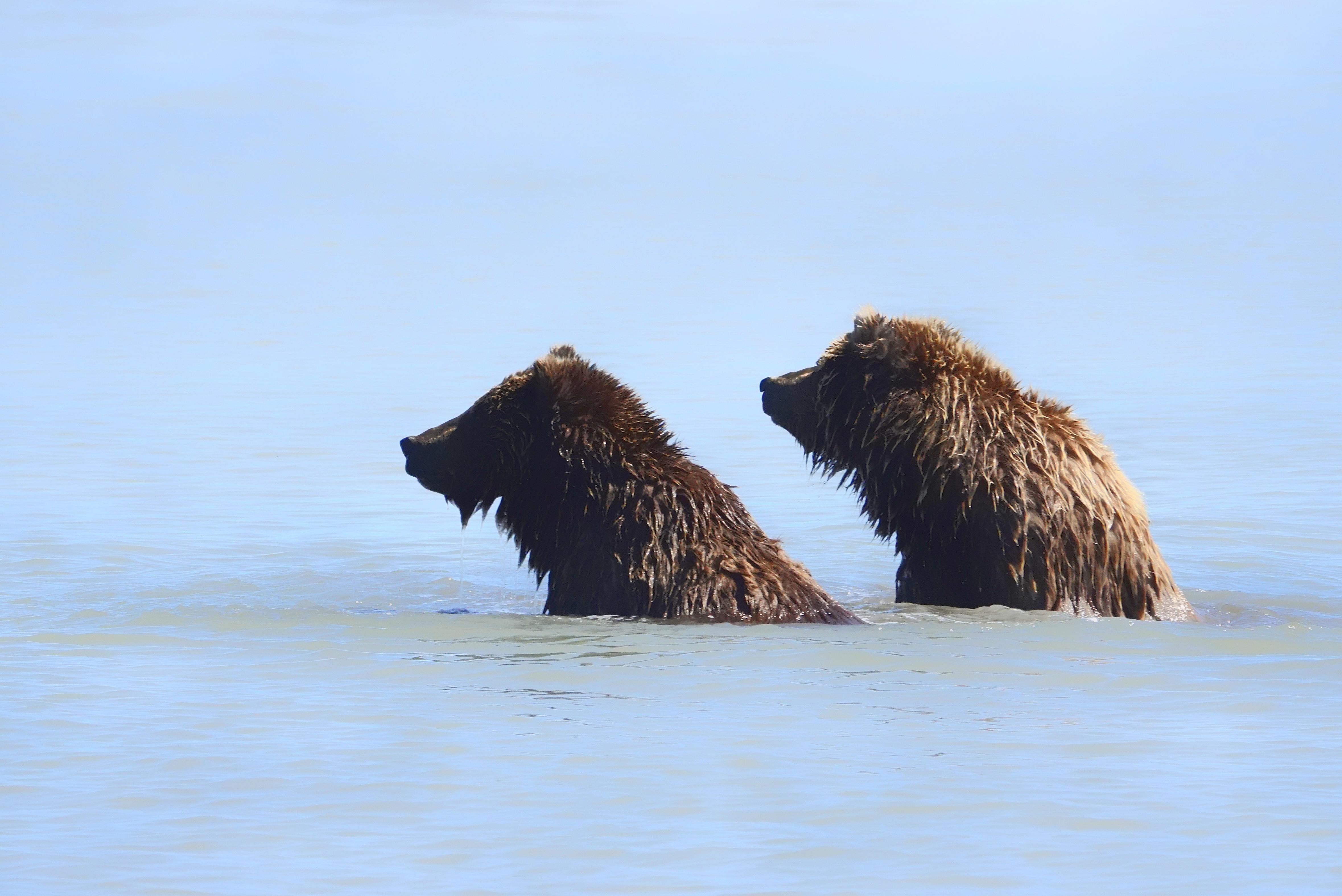 Deux jeunes grizzlys jouant dans l'eau à Lake Clark